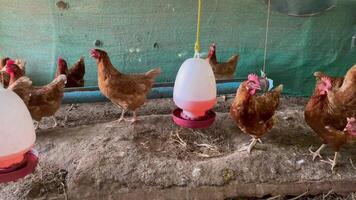chicken eat feed and grain at the rural farm, red laying hens near the nest with eggs in the chicken coop video