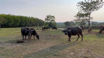 buffalo grazing peacefully in a lush, green field. portrays the essence of simplicity and the harmonious connection between nature and agriculture, Raising animals, buffalo is eating video