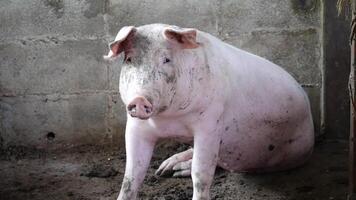 pig sitting inside a pen, with a concrete wall in the background, The pig's skin is covered in patches of dirt, giving a natural, farm like appearance video