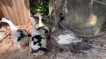 grupo do patos dentro a fazenda, patos lado de fora a fazenda, Pato em uma campo do grama, orgânico aves de capoeira fazenda, Pato em uma Fazenda video