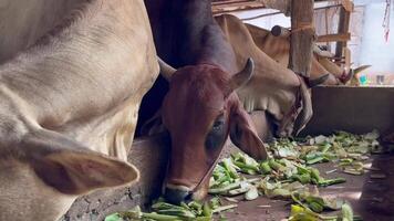 cows feeding on chopped vegetables and greens in a rural farm setting, cows, adorned with ropes around their necks, are eating from a trough filled with fresh plant material, such as banana stems video