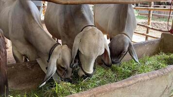 cows feeding on chopped vegetables video