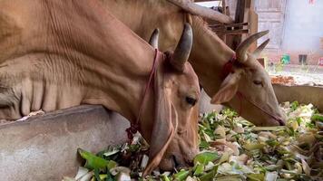 cows feeding on chopped vegetables video