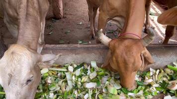 cows feeding on chopped vegetables video