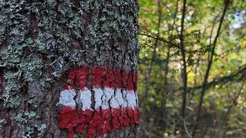 A tree trunk marked with red and white trail paint in a lush forest setting, symbolizing hiking and outdoor adventure video