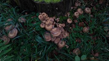 Cluster of brown mushrooms growing beside a moss covered tree stump in a forest setting, perfect for nature and autumn themed projects video