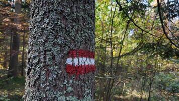 Tree trunk with red and white trail marking in autumn forest, ideal for hiking concepts video