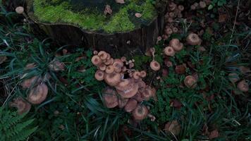 Mushrooms grow around a moss covered tree stump in a forest, symbolizing autumn and biodiversity video