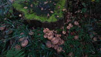 Mushrooms clustered around a moss covered tree stump in a lush forest setting, symbolizing autumn and nature exploration video
