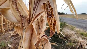 Close up of withered corn on a stalk in a rural field, symbolizing harvest and autumn video