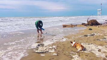 Man and corgi dog clean up trash on beach, help ecology video
