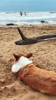 A Relaxing Corgi Enjoys at the Beach, Overlooking the Vast Ocean View and people video