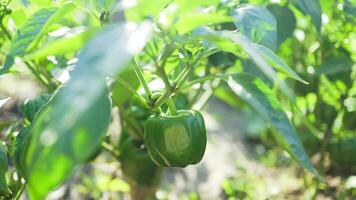 Sweet bell pepper paprika hanging on tree in garden. Peppers in a field with irrigation system video
