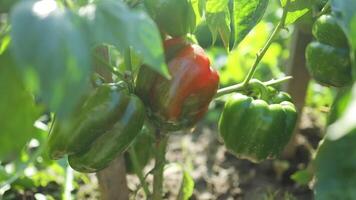 Sweet bell pepper paprika hanging on tree in garden. Peppers in a field with irrigation system video