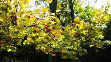Camera looks up and moves slowly under autum trees. Tree branches and leaves against blue sky. Warm summer day video