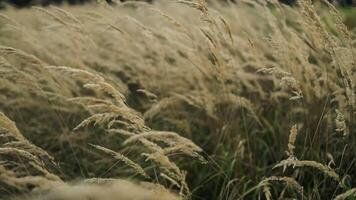 Natural autumn with beautiful Japanese pampas grass swaying in the wind in autumn video
