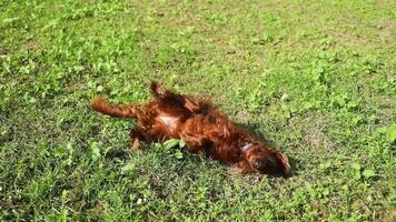 Cute young Irish Setter dog rolling in the grass on its leash while playing during a walk video