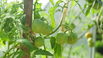 Watering unripe tomato tree in farm. Fresh tomatoes on the tree in the garden. video