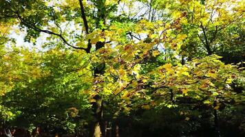 Autumn nature forest landscape. Autumn is in full swing. Walk through the magnificent autumn forest with red and orange trees. Sun rays make their way through foliage. Autumn in the park. video