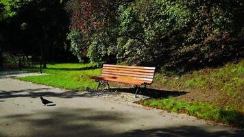 Autumn landscape. Autumn in the city park. City park bench in autumn park. Golden foliage in late fall. Beautiful nature. video