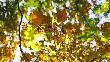 Camera looks up and moves slowly under autum trees. Tree branches and leaves against blue sky. Warm summer day video