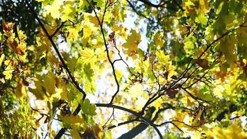 Camera looks up and moves slowly under autum trees. Tree branches and leaves against blue sky. Warm summer day video