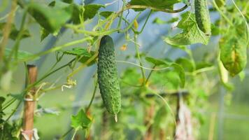 Cucumber plants in a garden, showing lush leaves and soil. cucumber and tomato plants in the same greenhouse in neighboring beds. Country amateur vegetable growing. High quality video