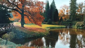 Autumn Landscape Featuring Reflections and Vibrant Golden Foliage in Nature video