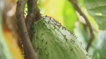Black Ants or Lasius Niger, ants that are often found on trees and live in these trees video