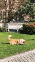 Relaxing Corgi is Enjoying a Beautiful Sunny Day on Lush Green Grass in the Park video