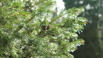 The enchanting view of morning dew delicately resting on the evergreen branch video