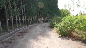 A Serene and Beautiful Pathway That Winds Through Lush Green Trees in the Heart of Nature video