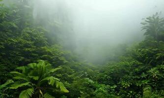 Lush rainforest shrouded in mist. video