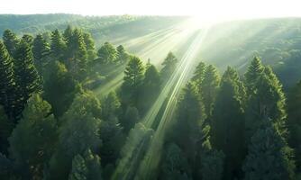 Sunlight rays shining through dense forest. video
