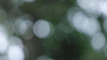 Rain falling with blurred green leaves background video