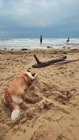 A Relaxing Dog Enjoying Its Time on the Beach and Happy People Around video