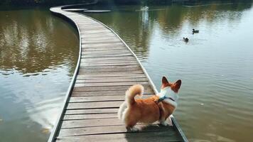 A delightful Corgi trotting along a scenic path beside the tranquil waters video
