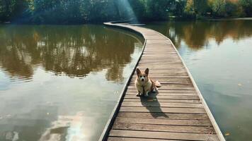 Corgi Dog Resting on Wooden Dock by Tranquil and Peaceful Lake, Enjoying Nature video