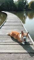 A Charming Corgi is Relaxing on a Scenic Wooden Pathway Close to the lake video