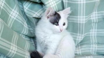 Cute kitten sitting on the sofa and looking attentively at the video