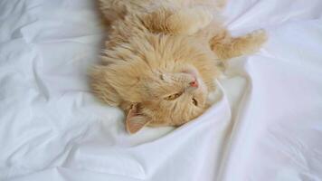 Close-up of a ginger fluffy cat lying on a white bed and looking at the camera video