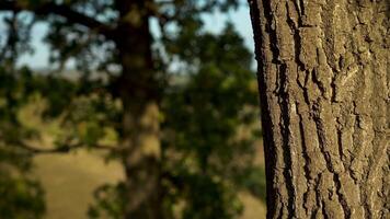 Plunges An Ax Into A Tree Trunk video