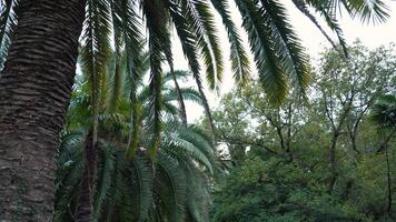 Panorama Of Green Palm Tree In Botanical Park video