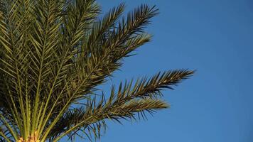 Green Palm Branches On A Blue Background video