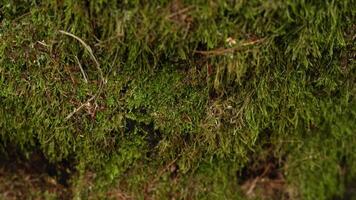 A Close Up Of A Mossy Area With Brown And Green Leaves video