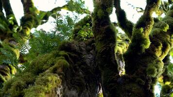 A Look At A Tree Covered With Moss And Lichen video