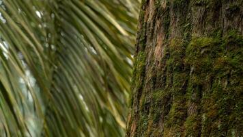 A Tree With A Green Leaf And A Brown Trunk Covered In Moss video