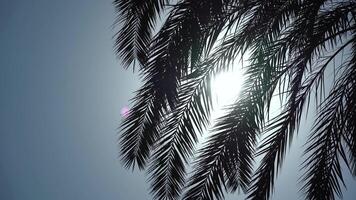 Sun Glare In Palm Branches video