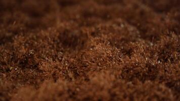 Rye Seed Processing video