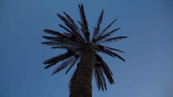 Date Palm With Birds video